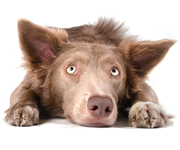 pejsek-s-granulemi-sundaypets-2