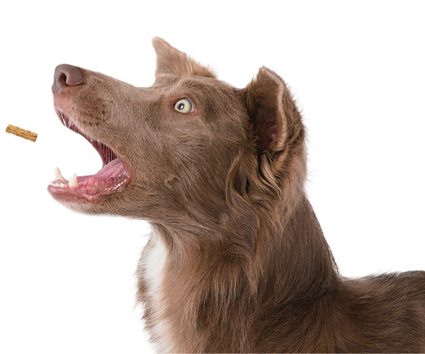 pejsek-s-granulemi-sundaypets-4