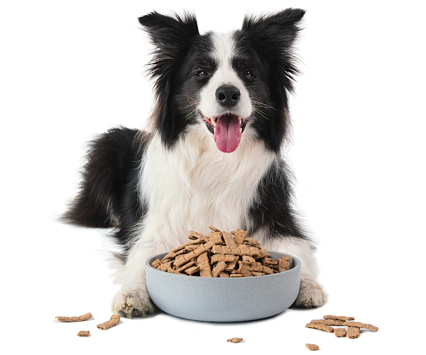 pejsek-s-granulemi-sundaypets